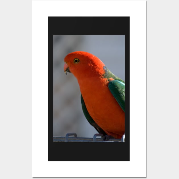 King Parrot #1 Wall Art by DeborahMcGrath